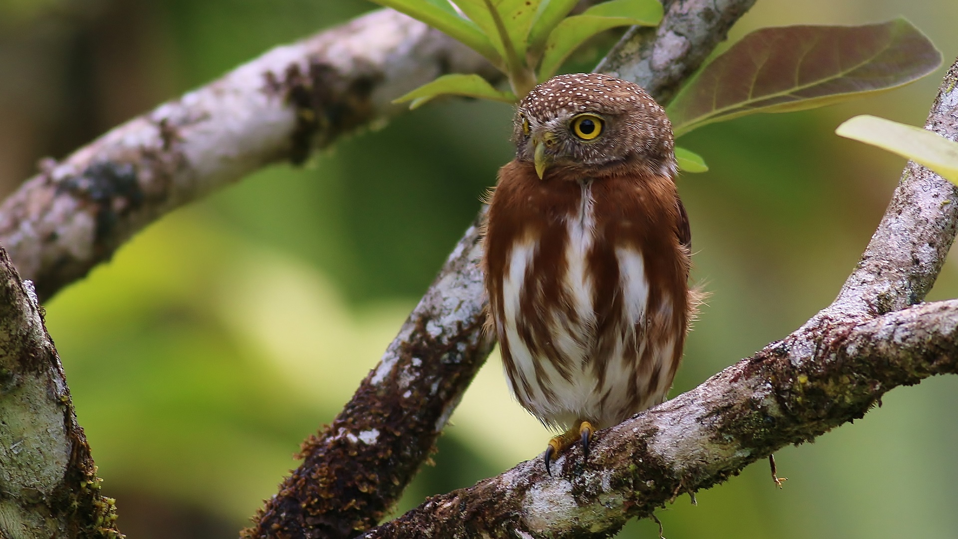 Central American Pygmy-Owl